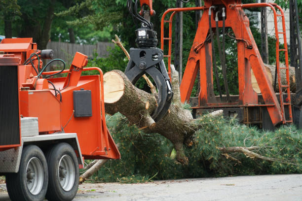 Best Grass Overseeding  in Covington, TN